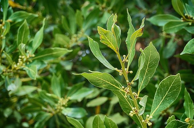 ArOmis Laurel Leaf Essential Oil - Organic - 100% Pure Therapeutic Grade - 10ml (.34 Fl Oz), Undiluted, Premium 150 Micron Filtered for Nebulizer Use